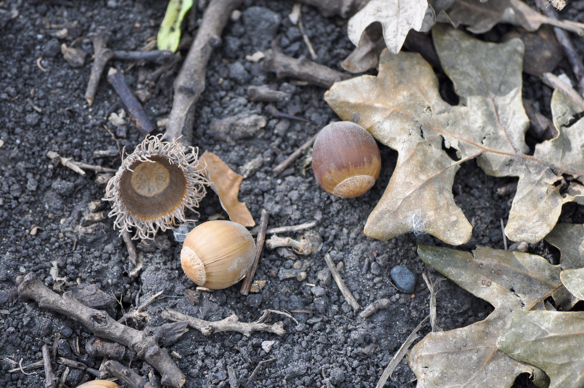 Burr oak acorns on the ground