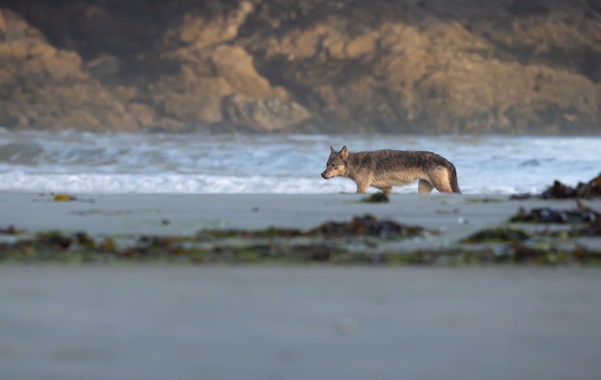 A wolf walks along the coast of Vancouver Island in B.C.