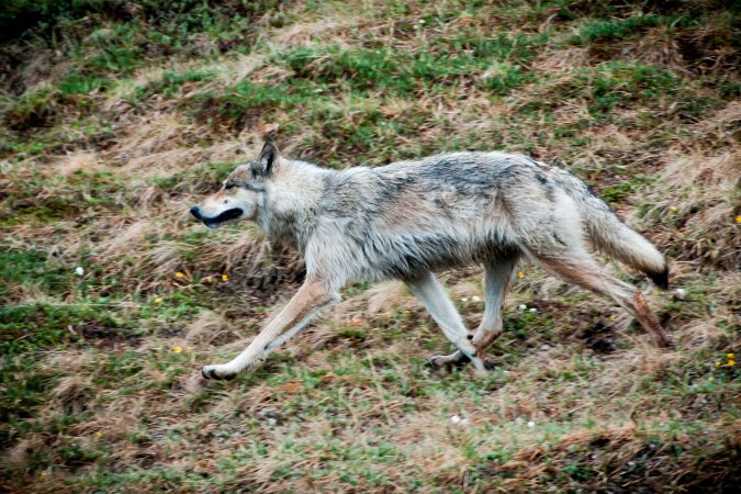 A wolf strolls along a hillside.