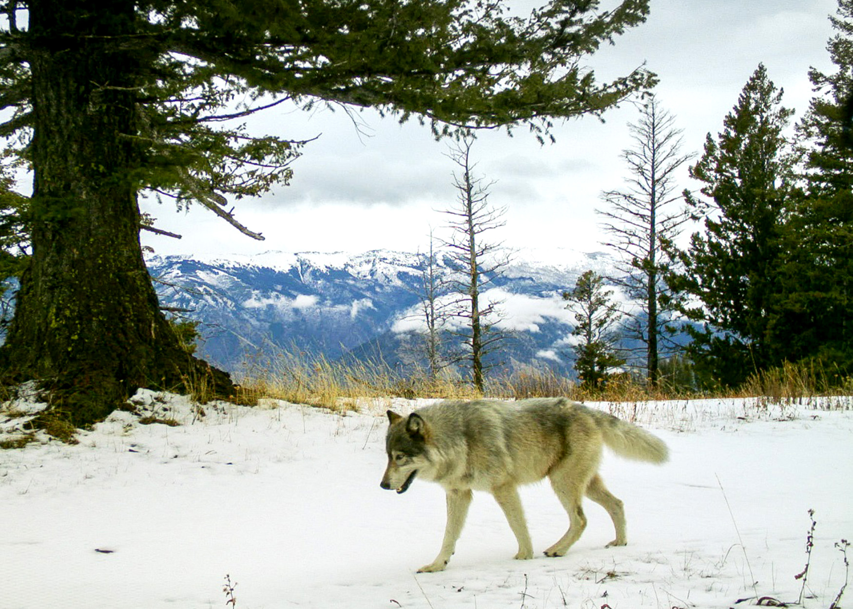 A gray wolf in Oregon.