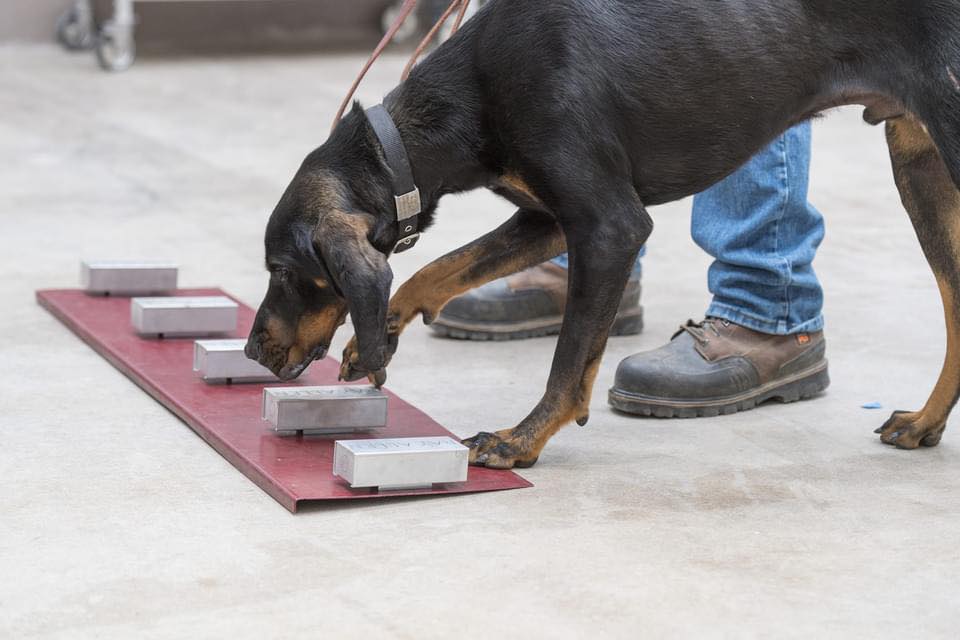 A CWD-detection dog identifies a CWD-positive sample.