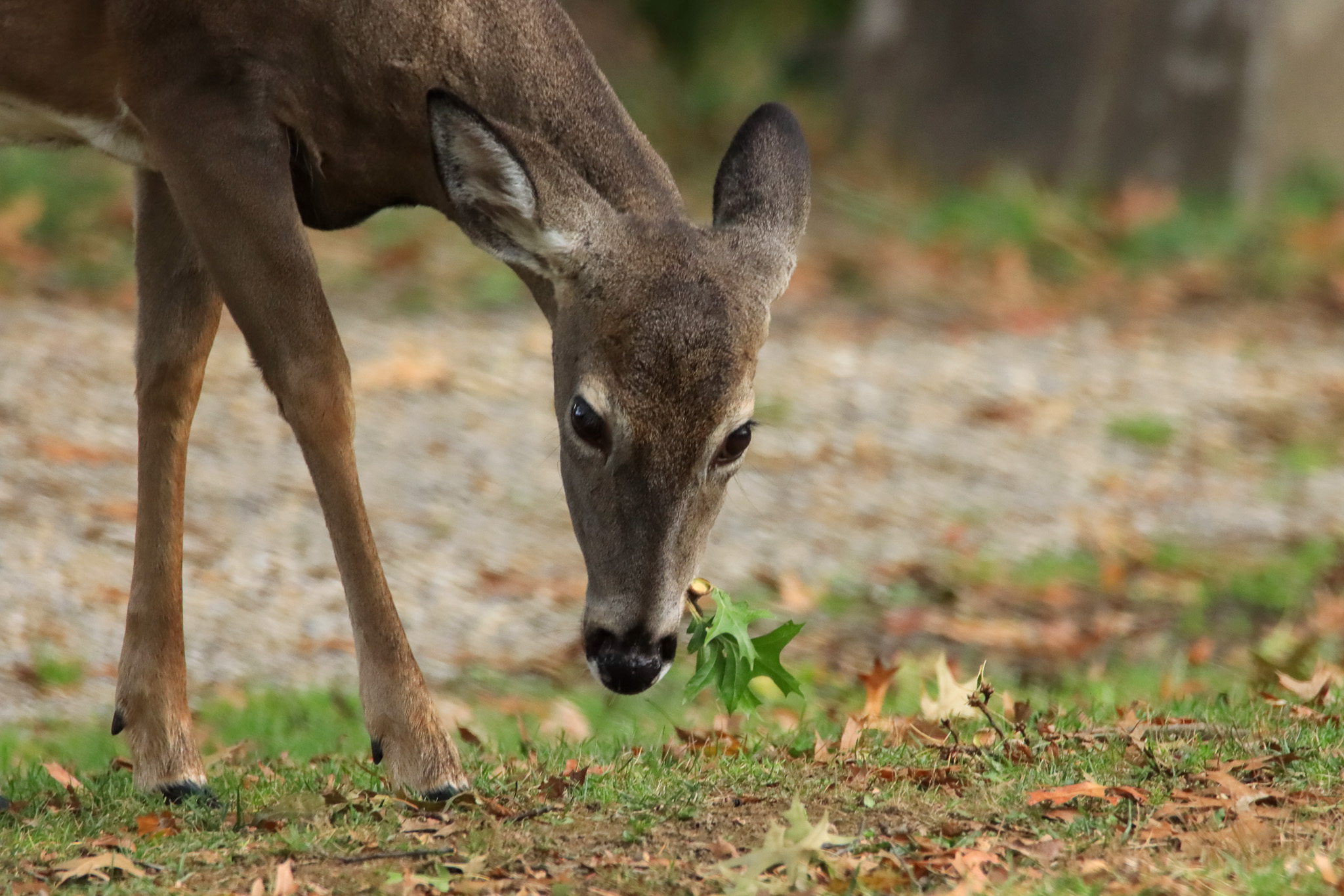 A deer eats the acorns off a stem of oak leaves.