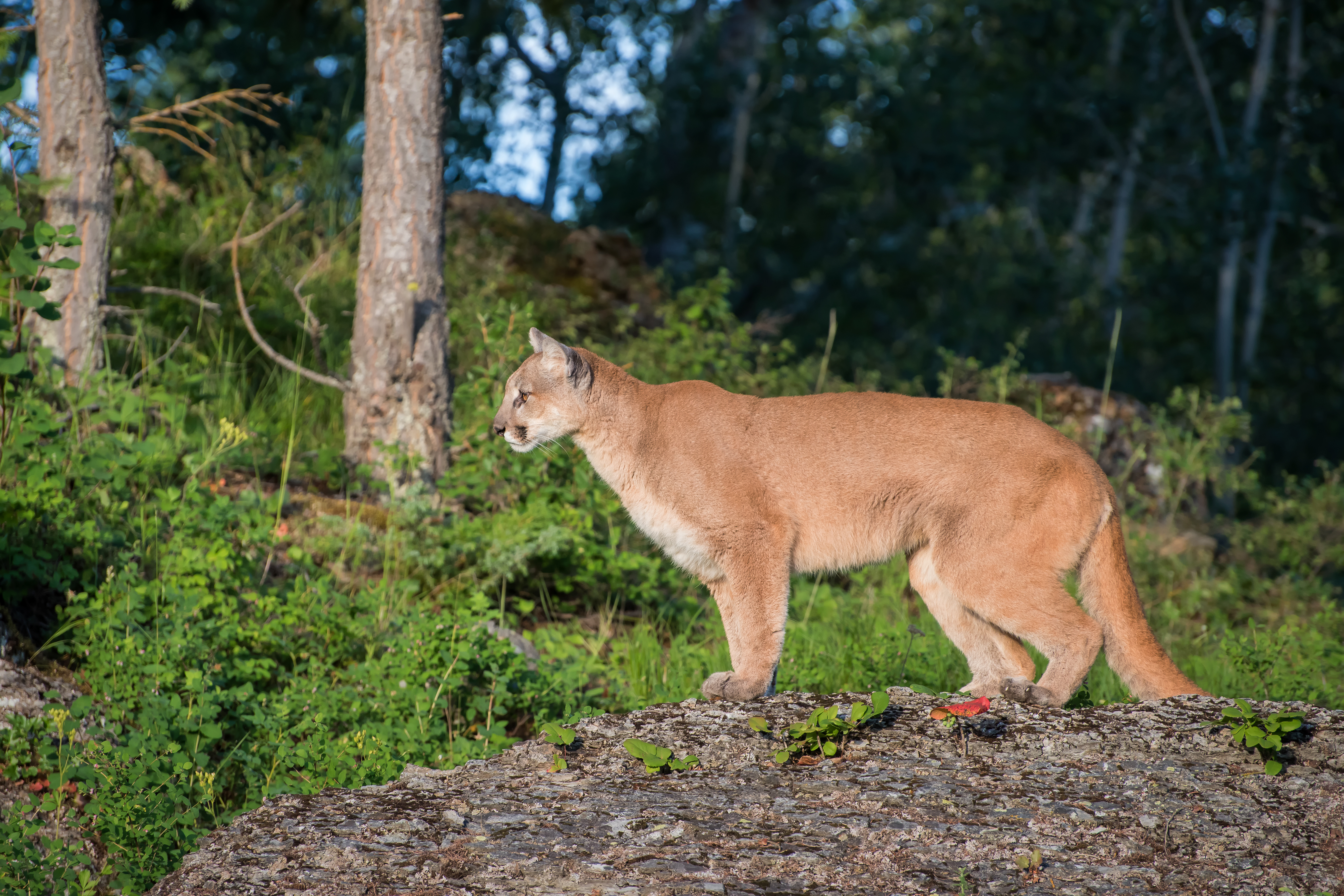 Mountain Lion atop a Rocky Outcrop Looking Ahead into the Trees