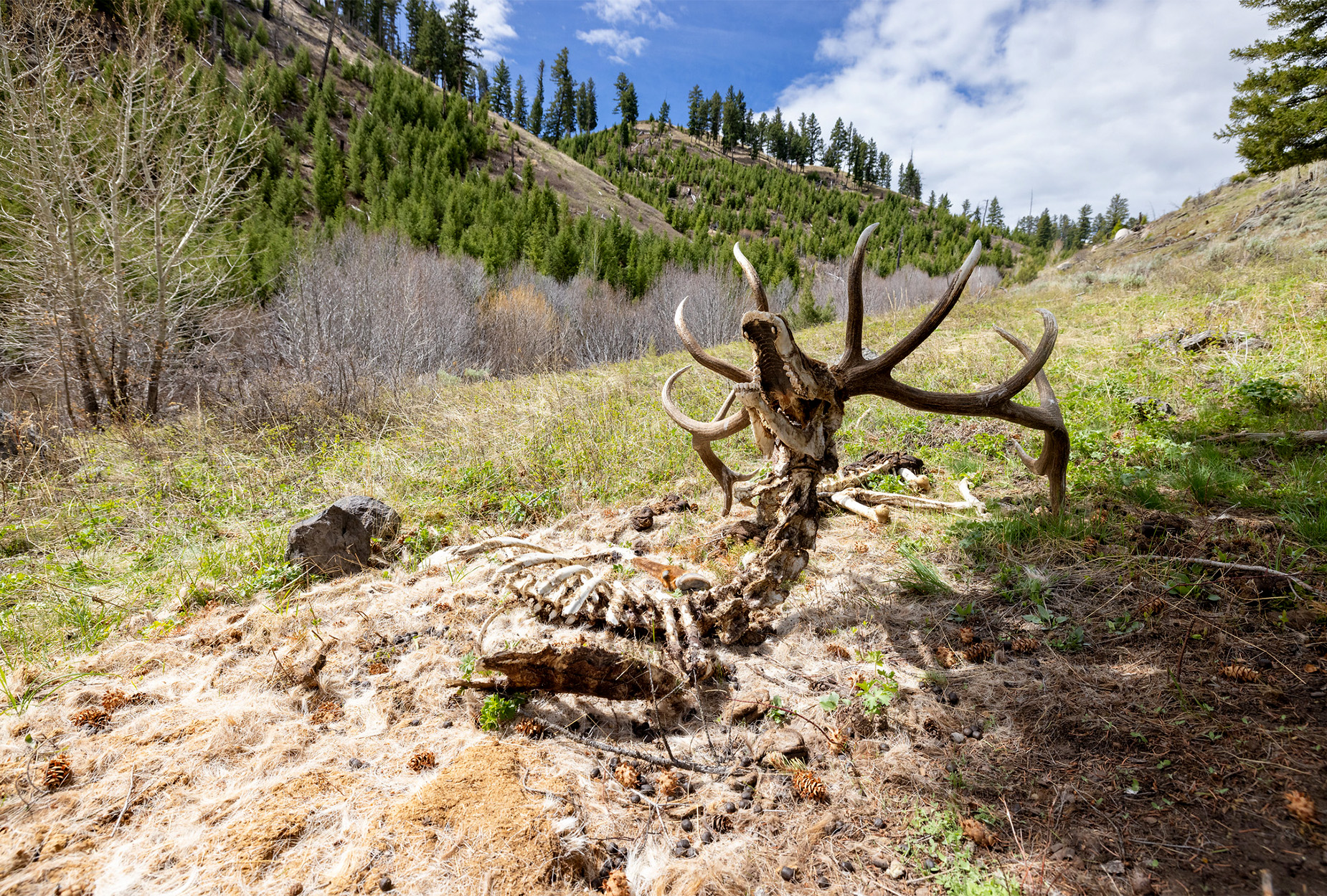 An elk skeleton.