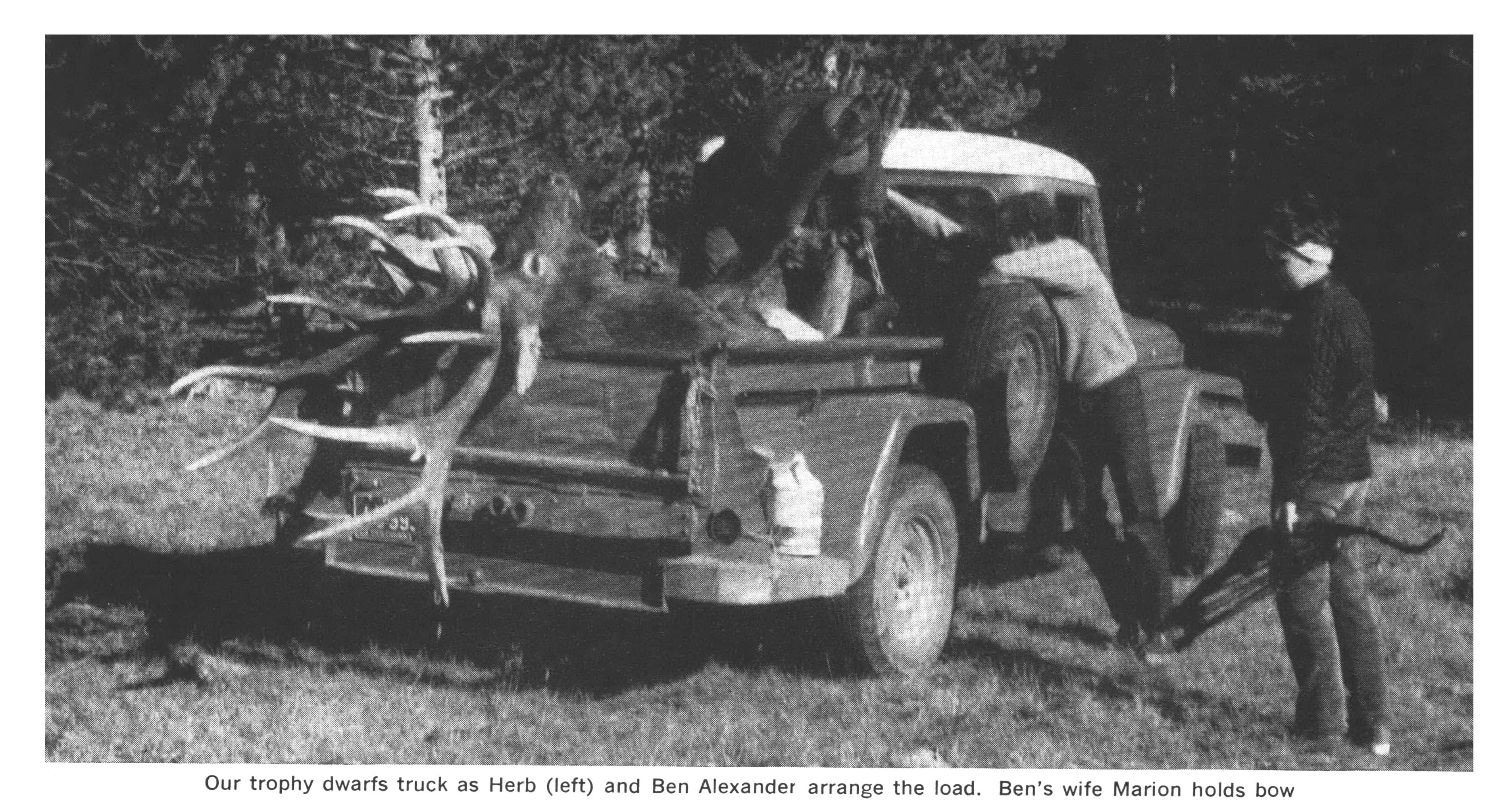 A bull elk in a vingtage pick up