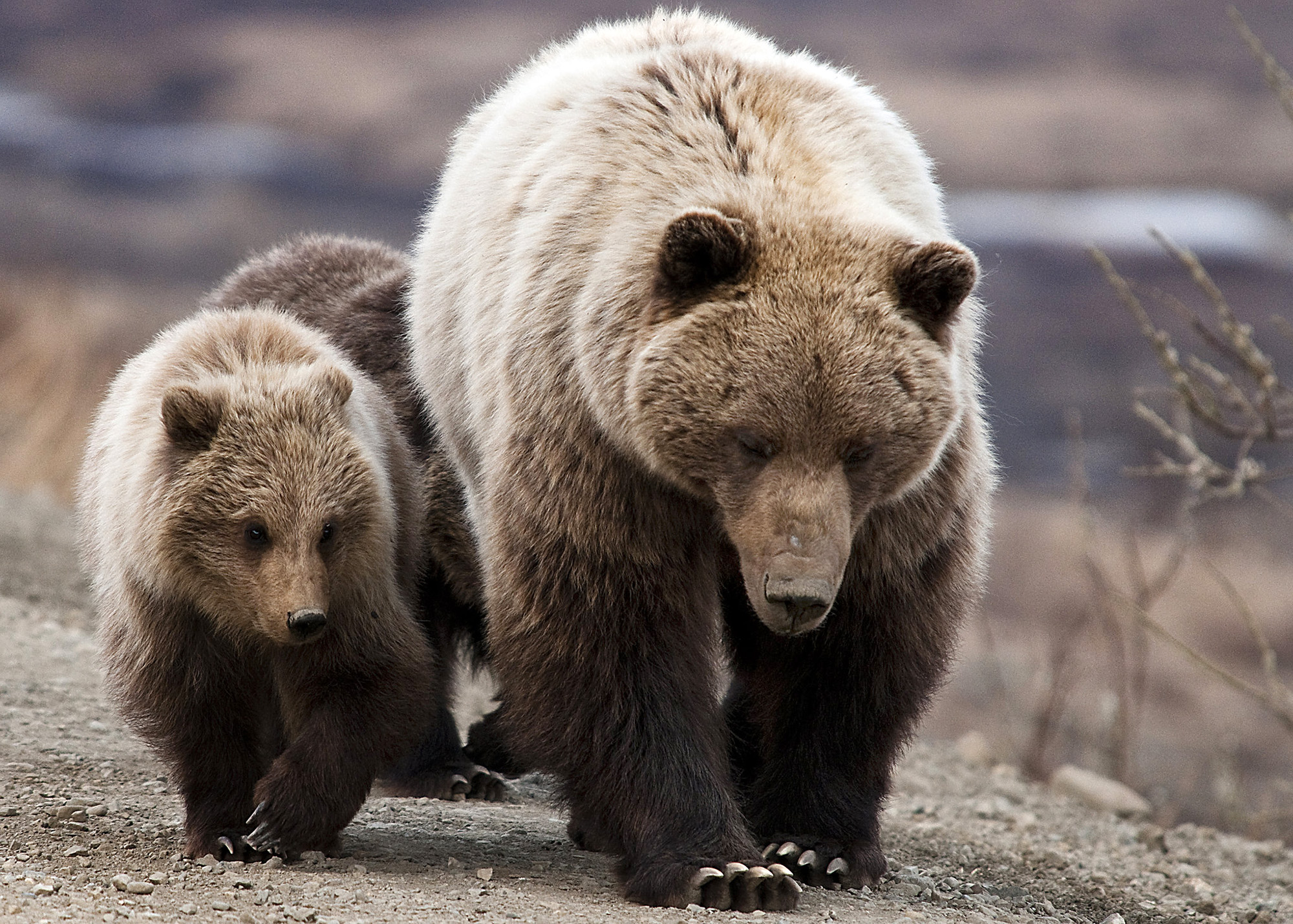 A grizzly sow walks on dirt with her cubs.