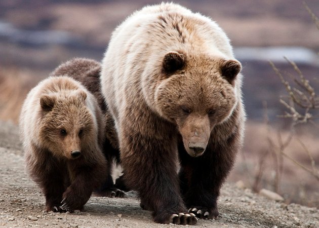 A grizzly sow walks on dirt with her cubs.