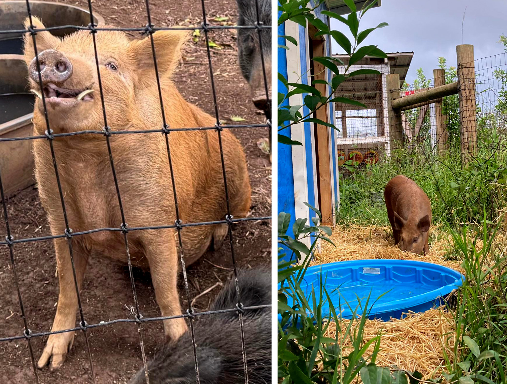 A pet pig at an animal sanctuary.