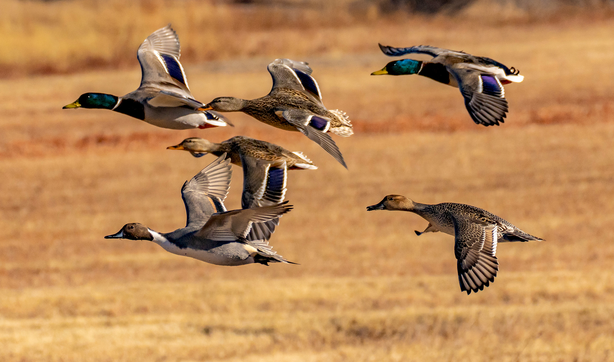 Mallards and pintails