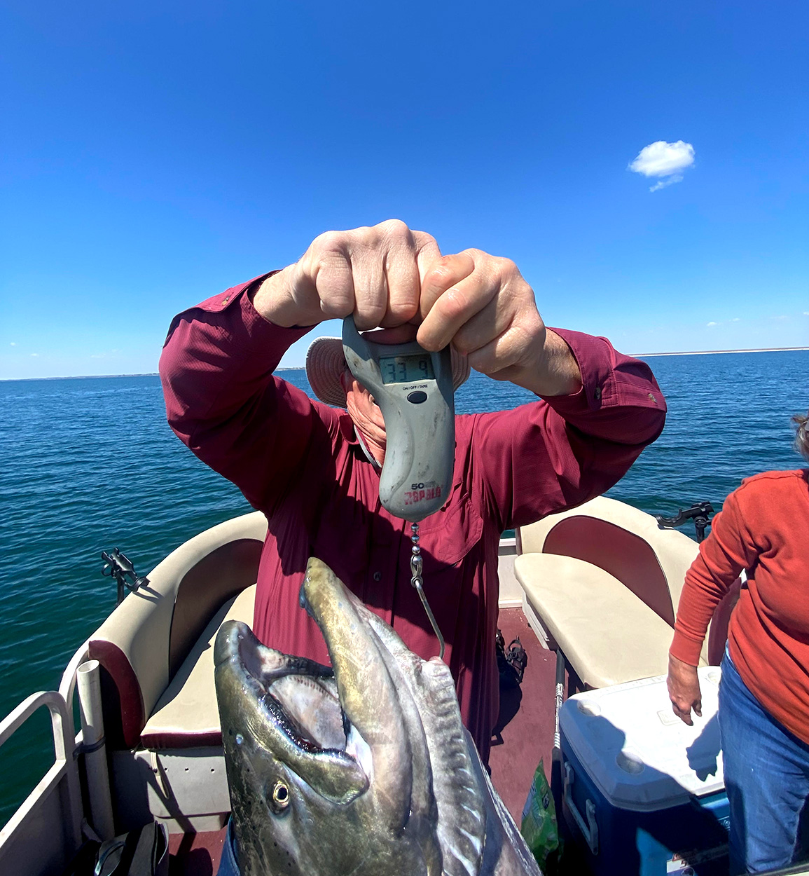 Weighing a chinook salmon on a hand scale.