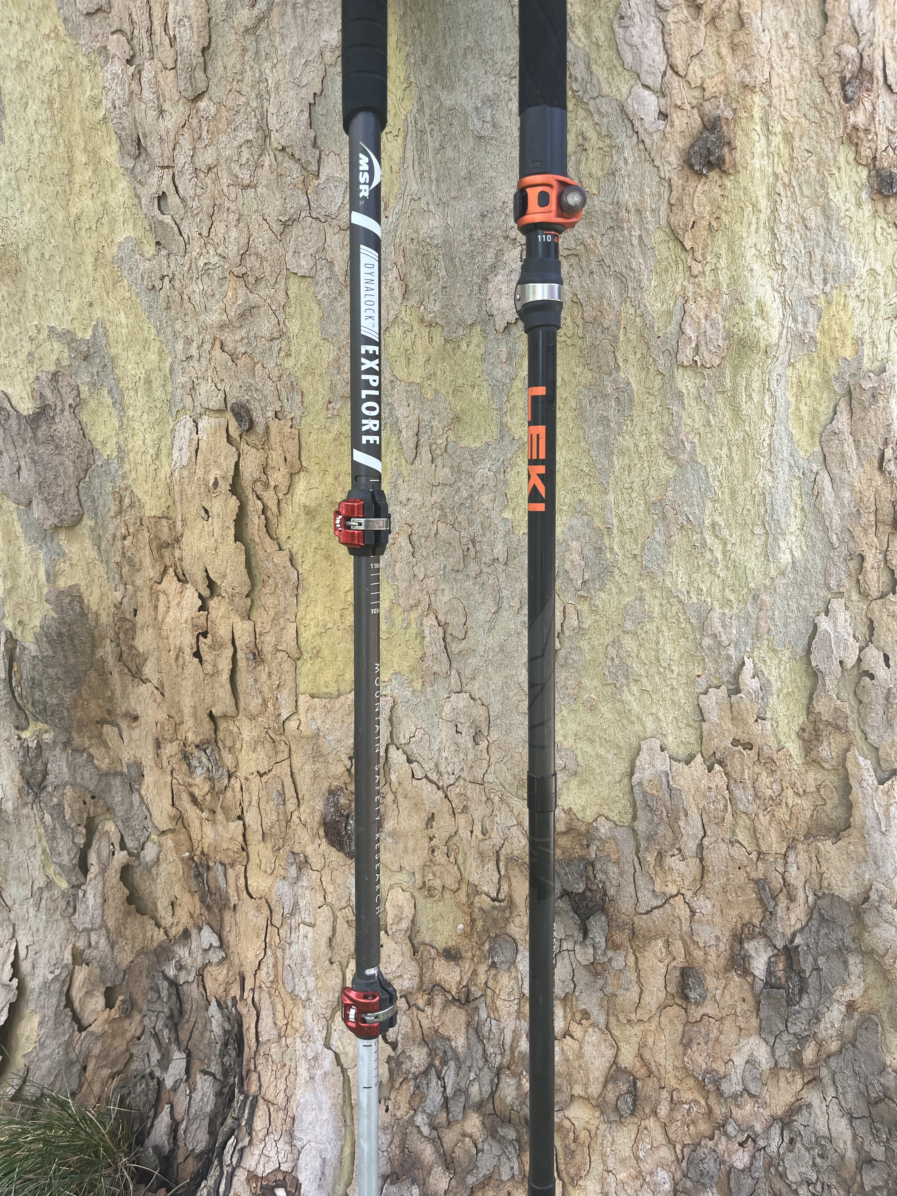 Two trekking poles lean against a tree.