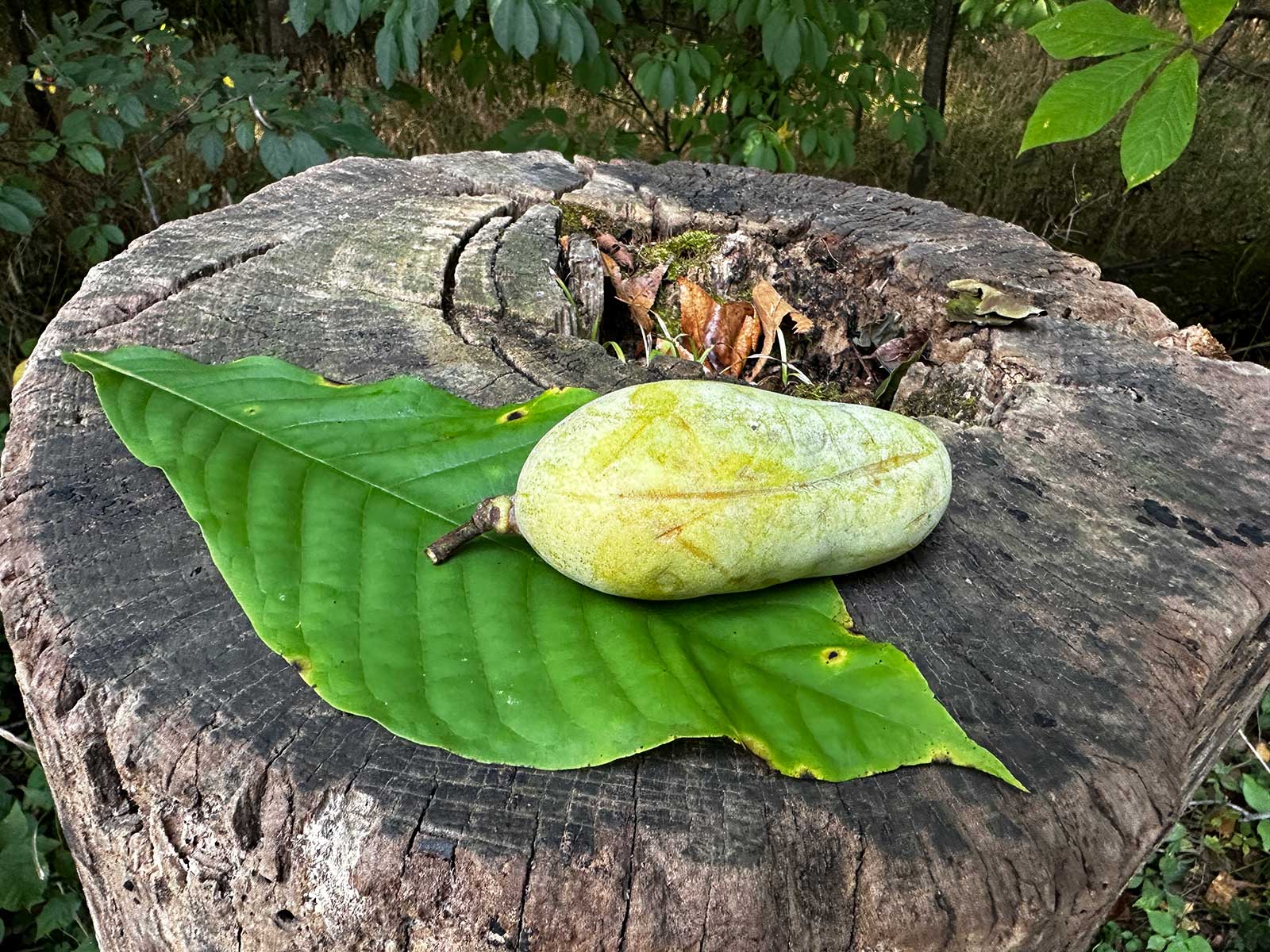 Pawpaw Fruit: Here’s How (and Why) to Forage for Pawpaw This Fall