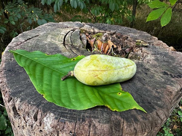 pawpaw fruit