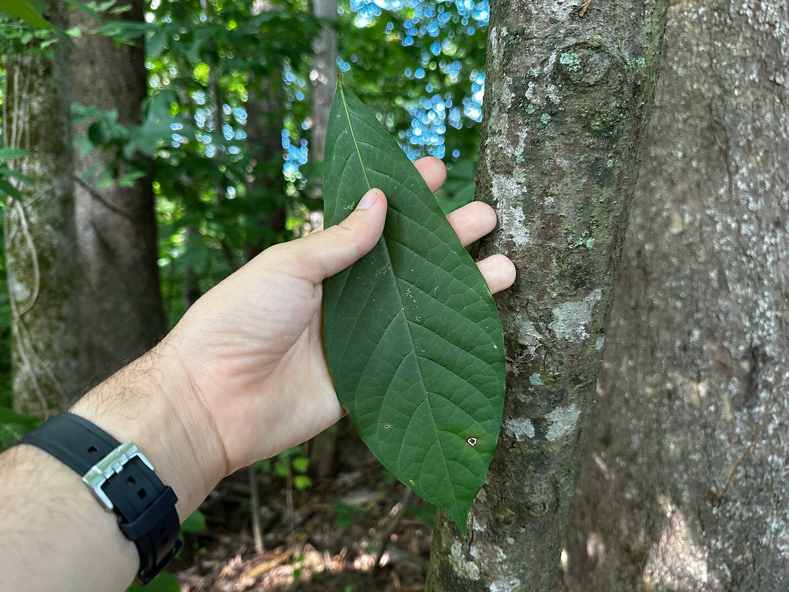 pawpaw identification