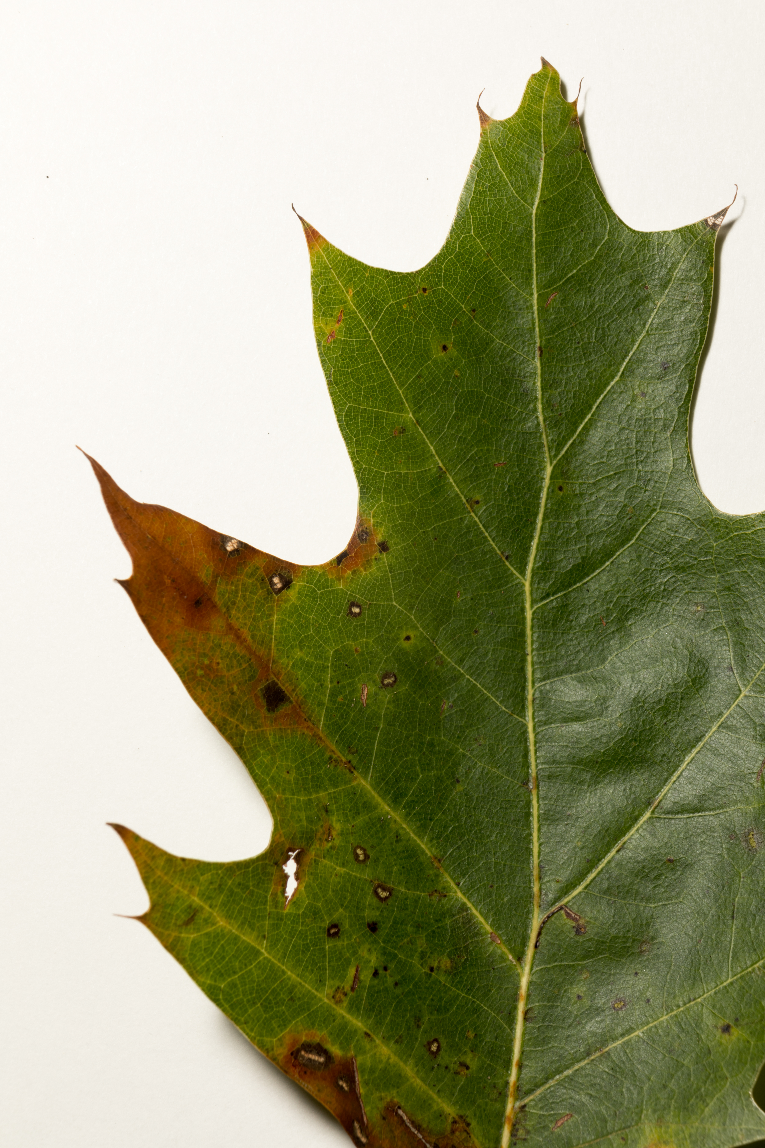 A northern red oak leaf at Logan Hill Nature Preserve in Tioga County, N.Y., on Oct. 1, 2017. (Photo by Will Parson/Chesapeake Bay Program)