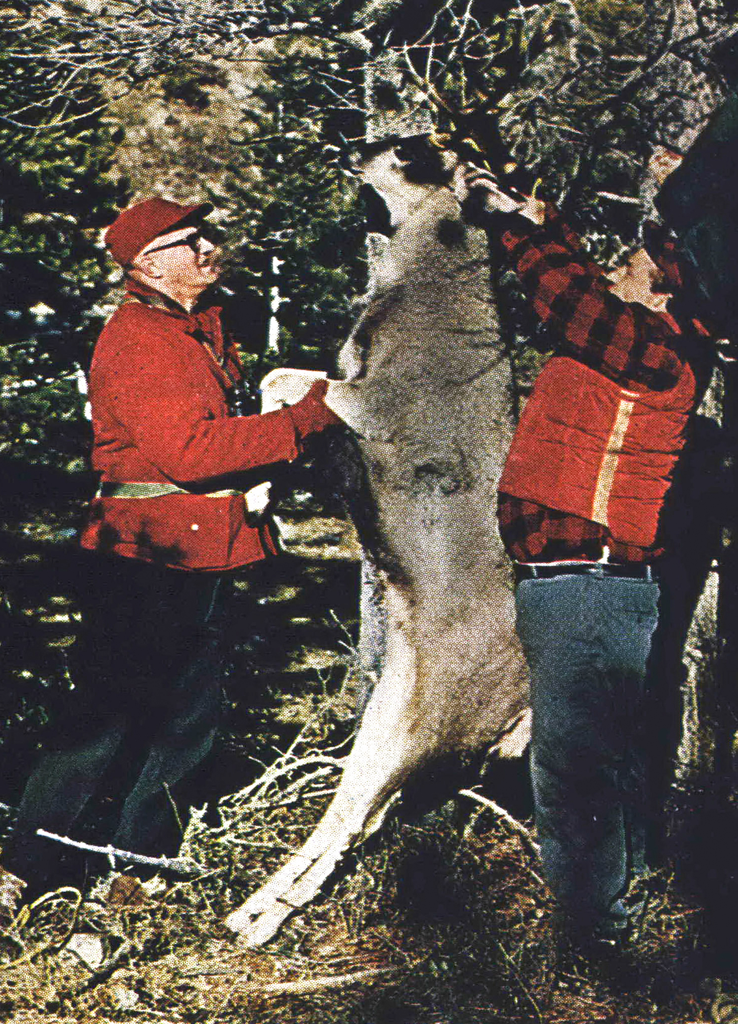 Two hunters in red check shirts hang a mule deer on a meat pole