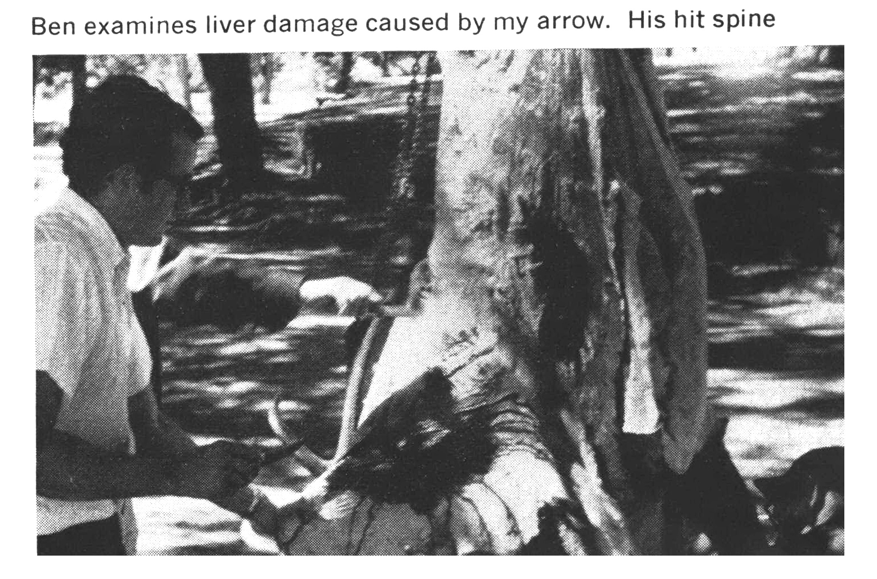 Skinning a bull in a vintage black and white photo