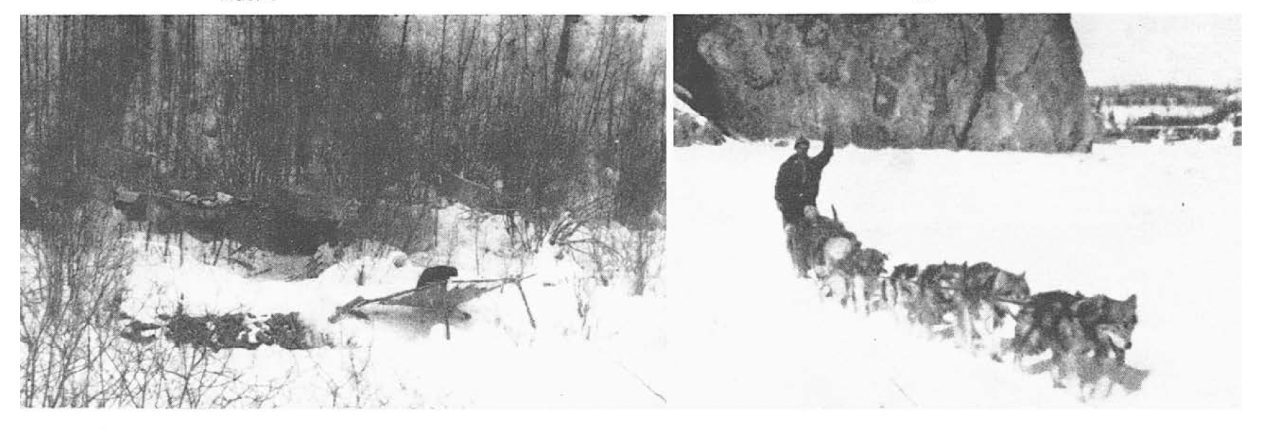 Black and white photos of sled dogs in Alaska.