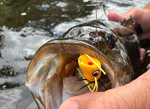 smallmouth bugs