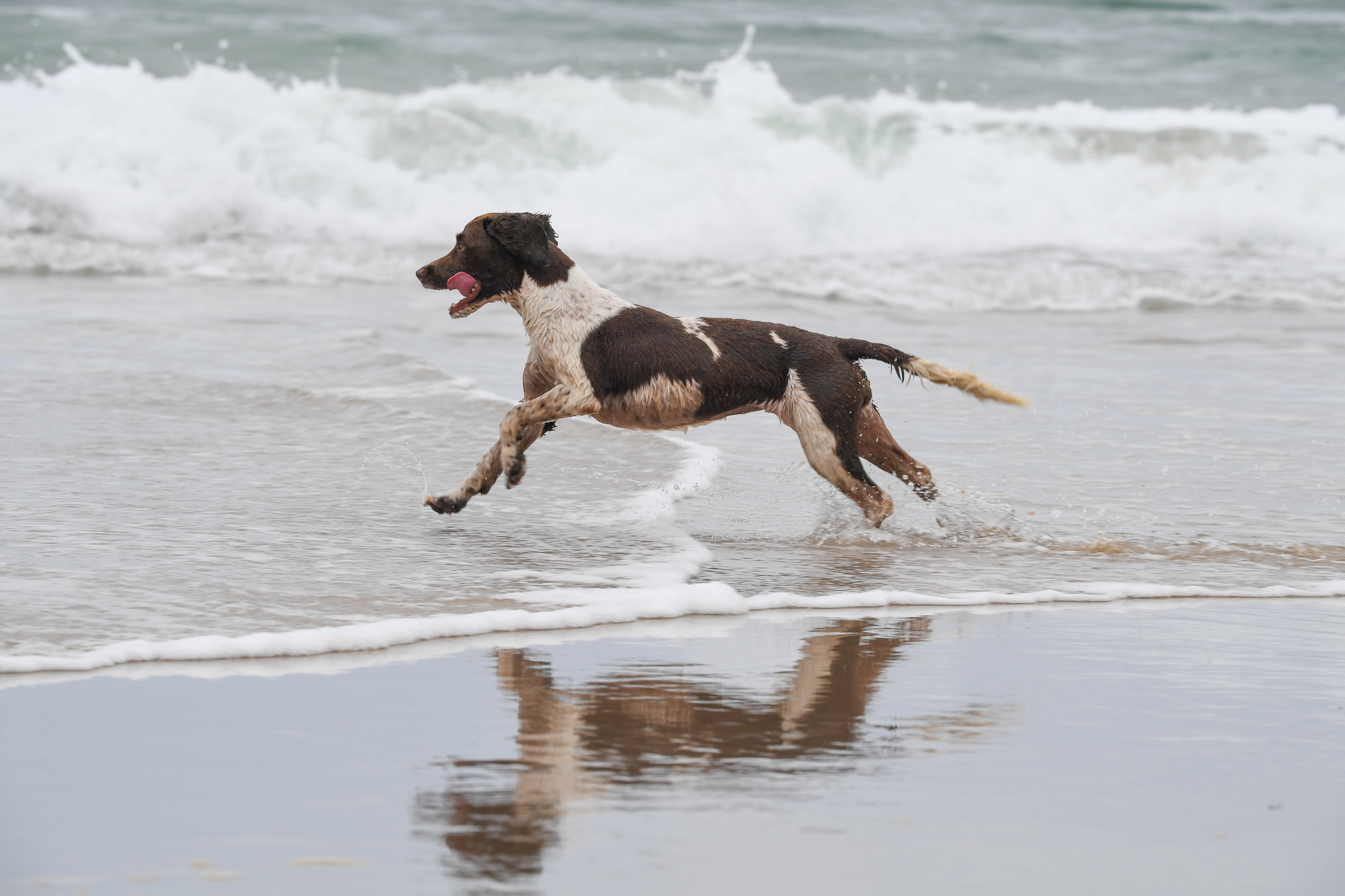 Um tubarão certa vez comeu um spaniel inteiro.