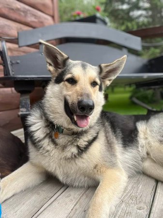 A german shepherd lounging on a porch