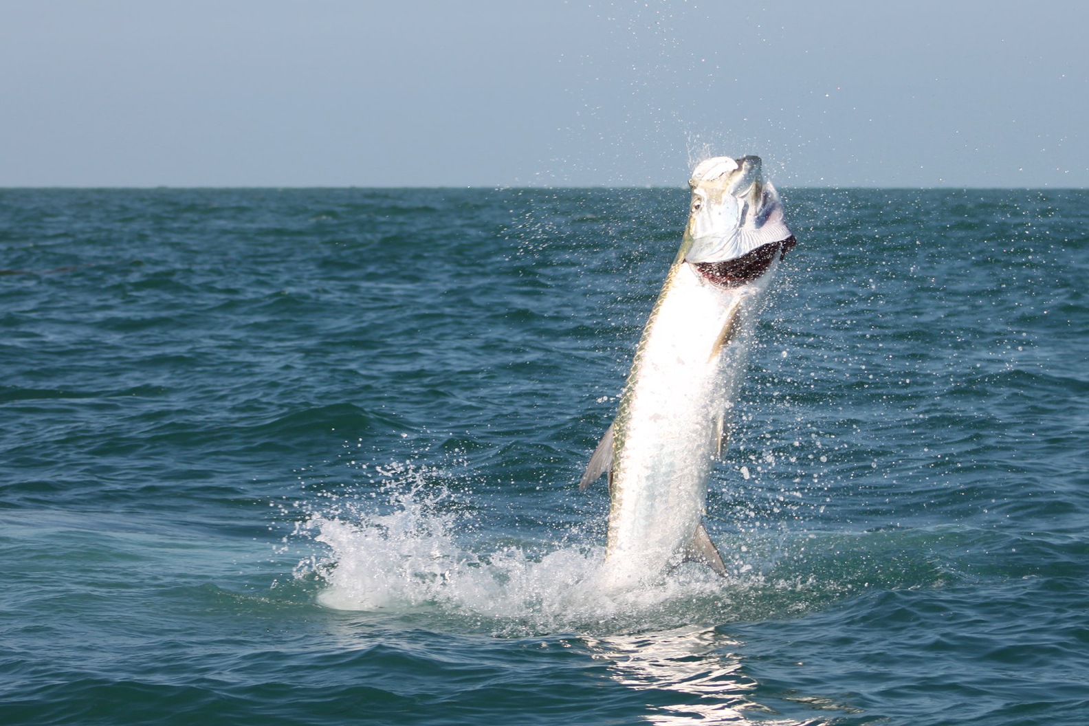 A tarpon jumps out of the water.