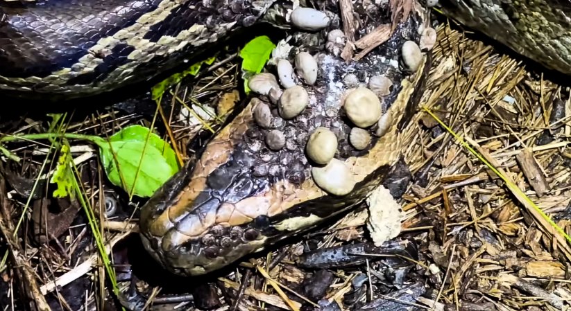 Watch: Snake Hunters Find Giant Python Being Eaten Alive by Ticks