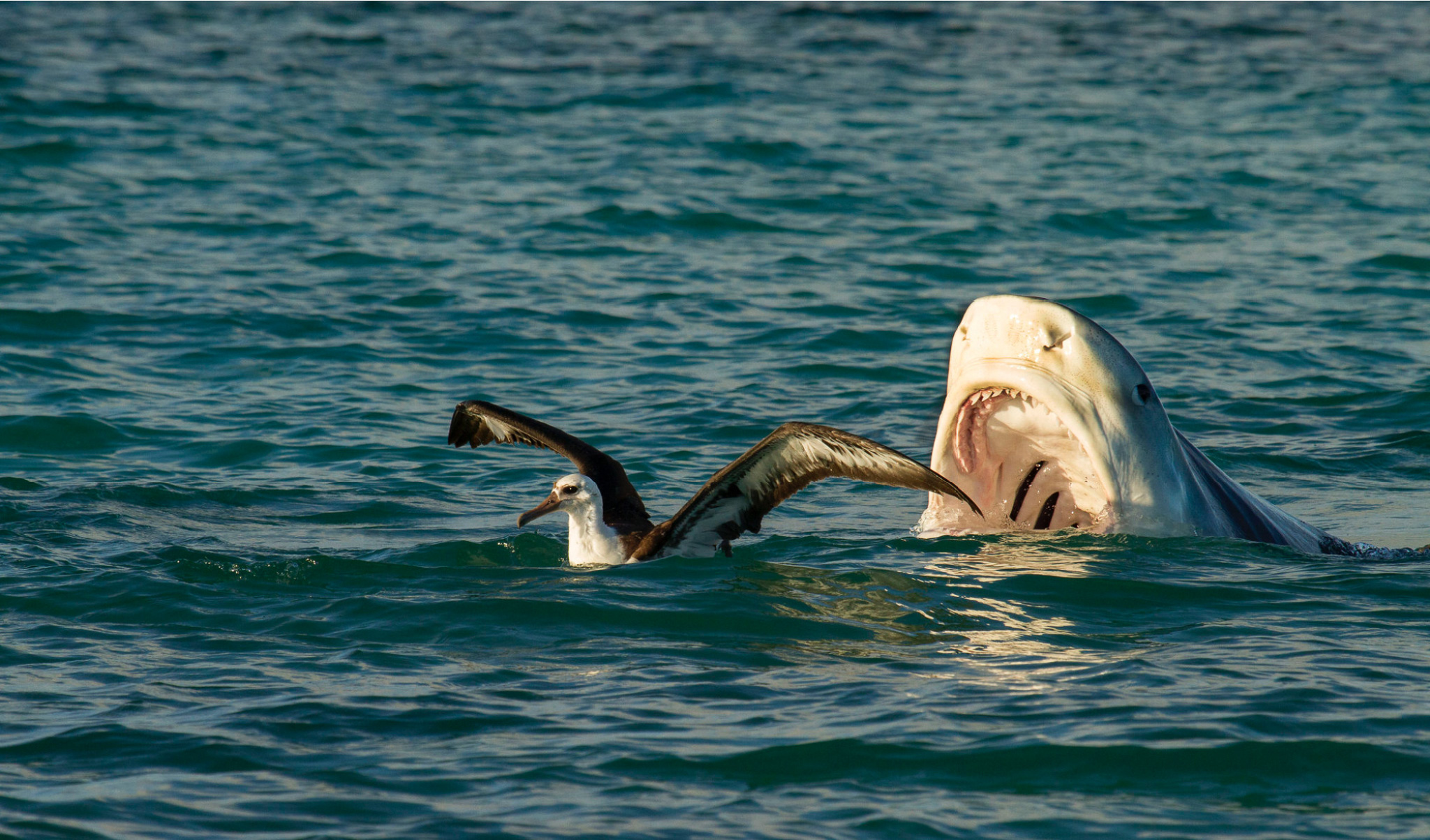 Um tubarão-tigre tenta comer uma ave marinha.