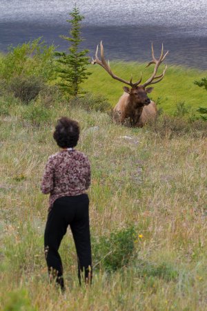 A woman gets too close to a bull elk.