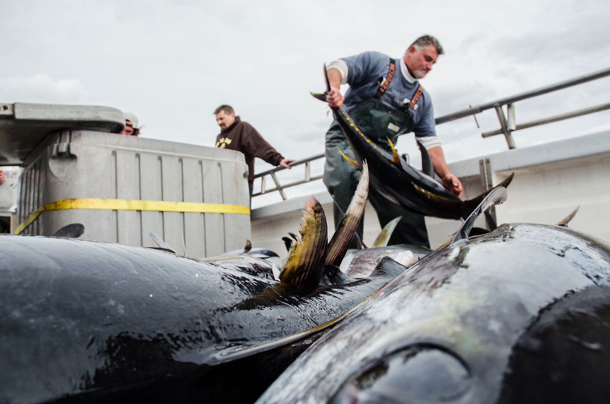 Podcast: The cheapest way to catch tuna