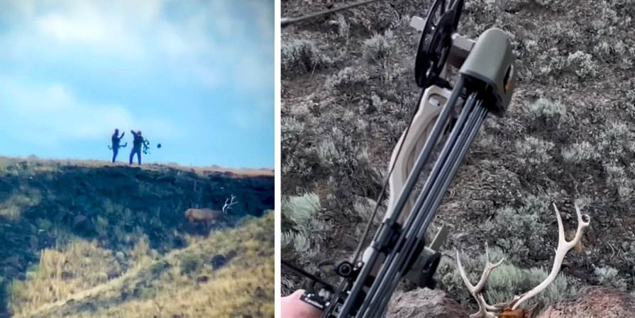 A bowhunter shoots a bull elk.