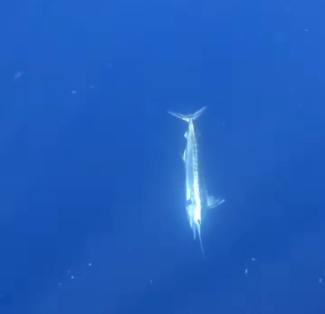 An underwater look at a striped marlin.