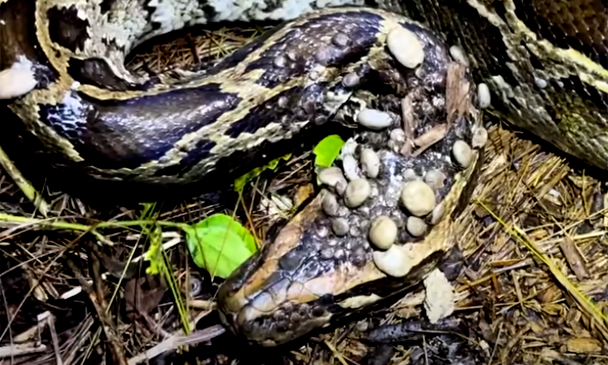 Watch: Giant Python Is Being Eaten Alive by Hundreds of Ticks