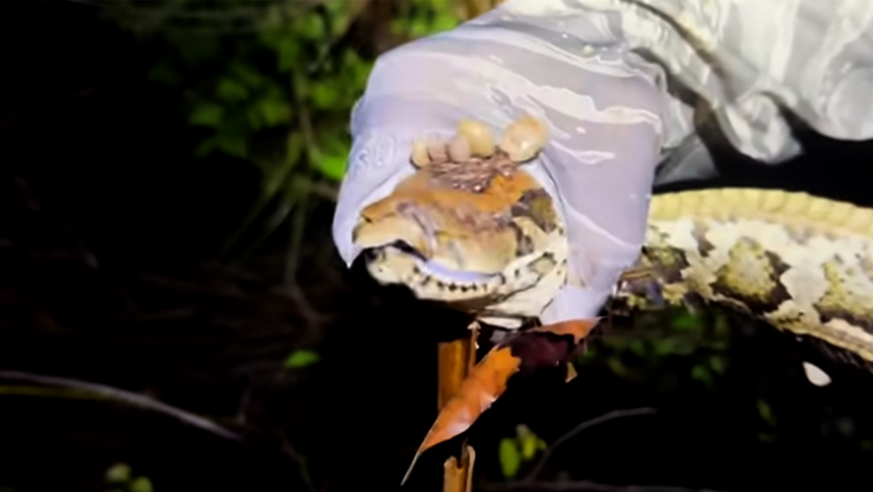 A Burmese python covered in ticks.