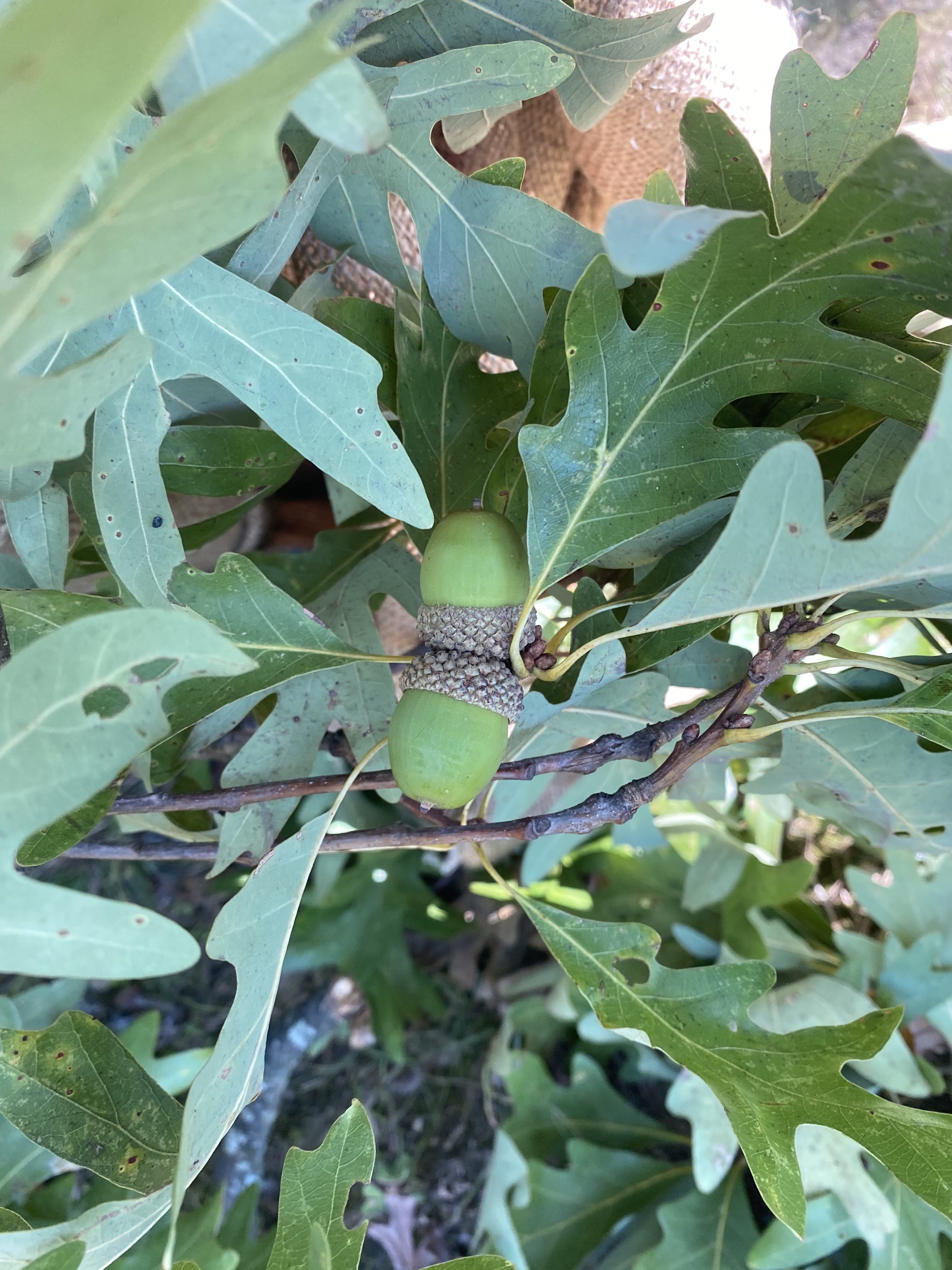 White oak leaves and acorns still on the tree.