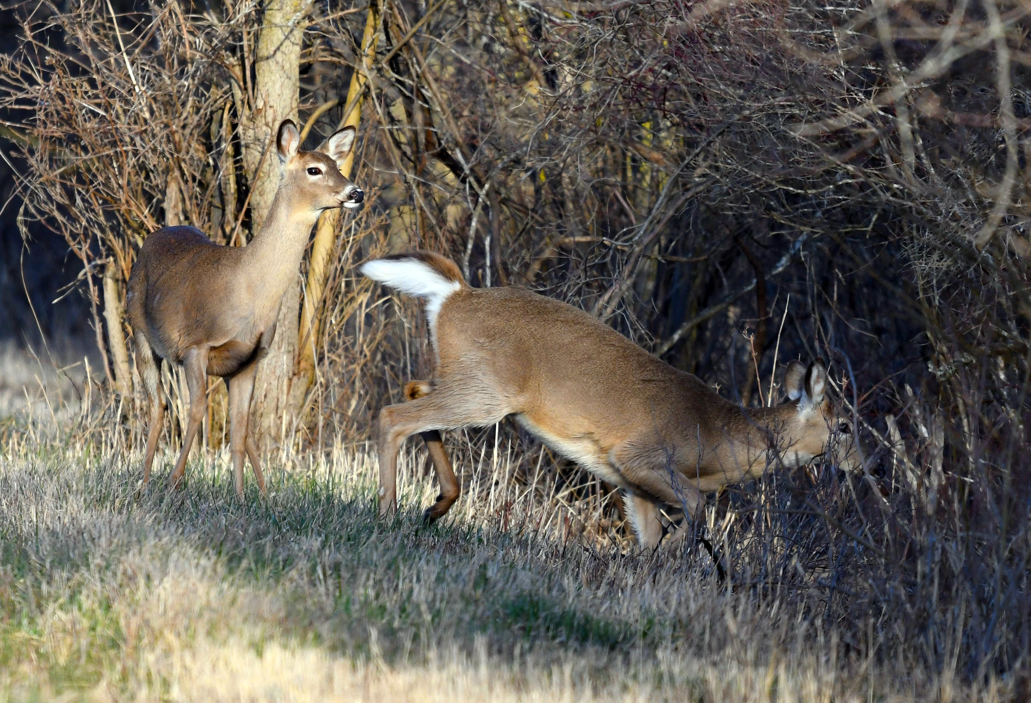 Two whitetail deer slipping into cover along a field edge.