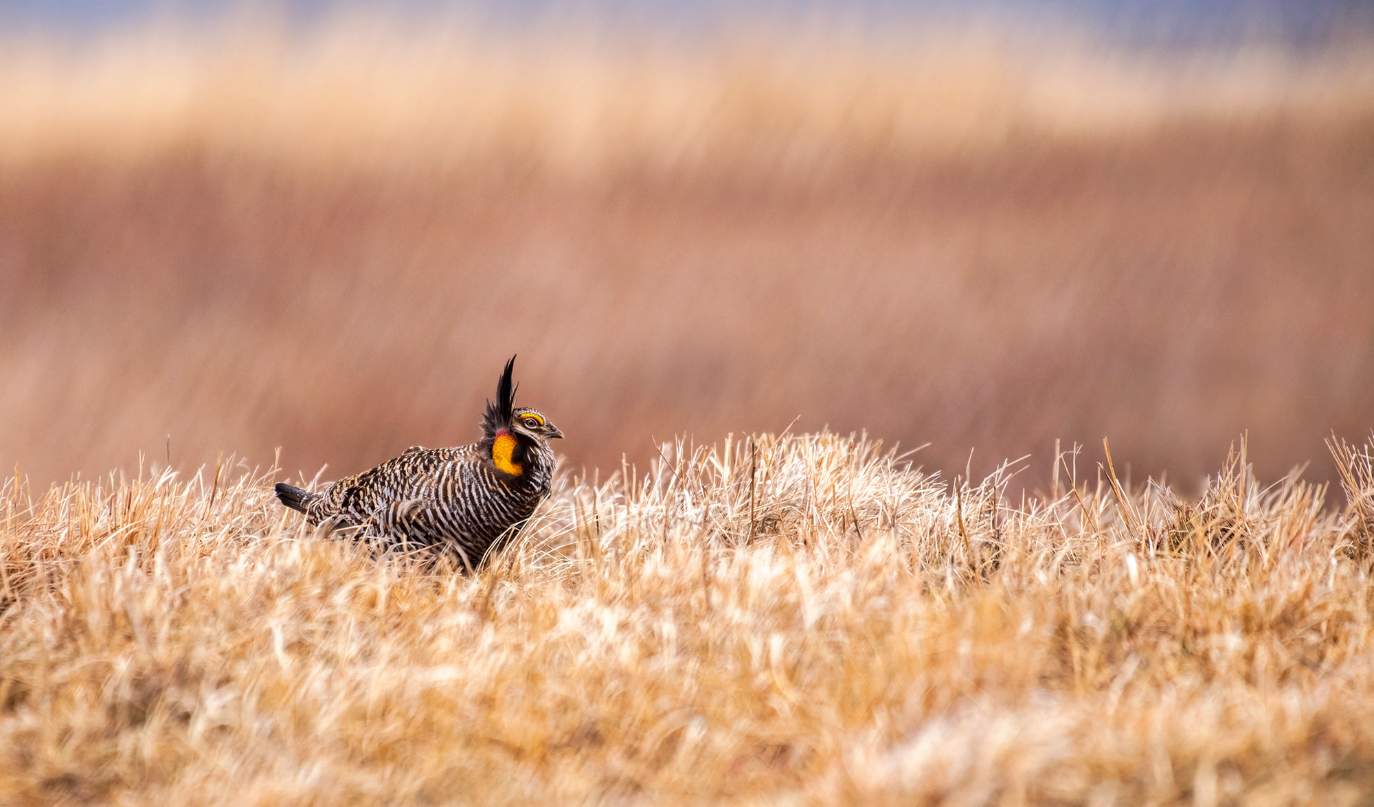 A Massive Solar Farm Is Slated for Wisconsin’s Best Prairie Chicken Habitat