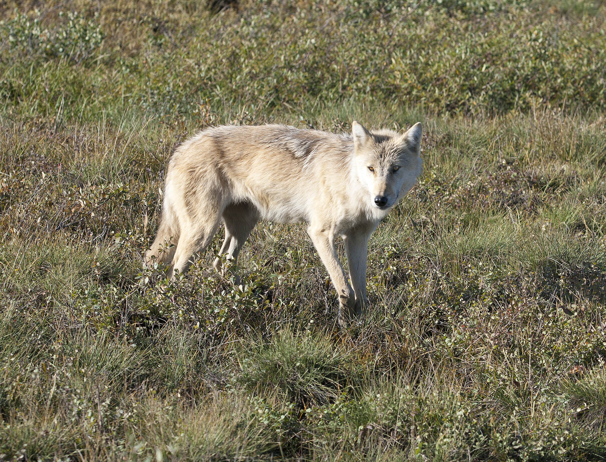 A wolf near the Dalton Highway.