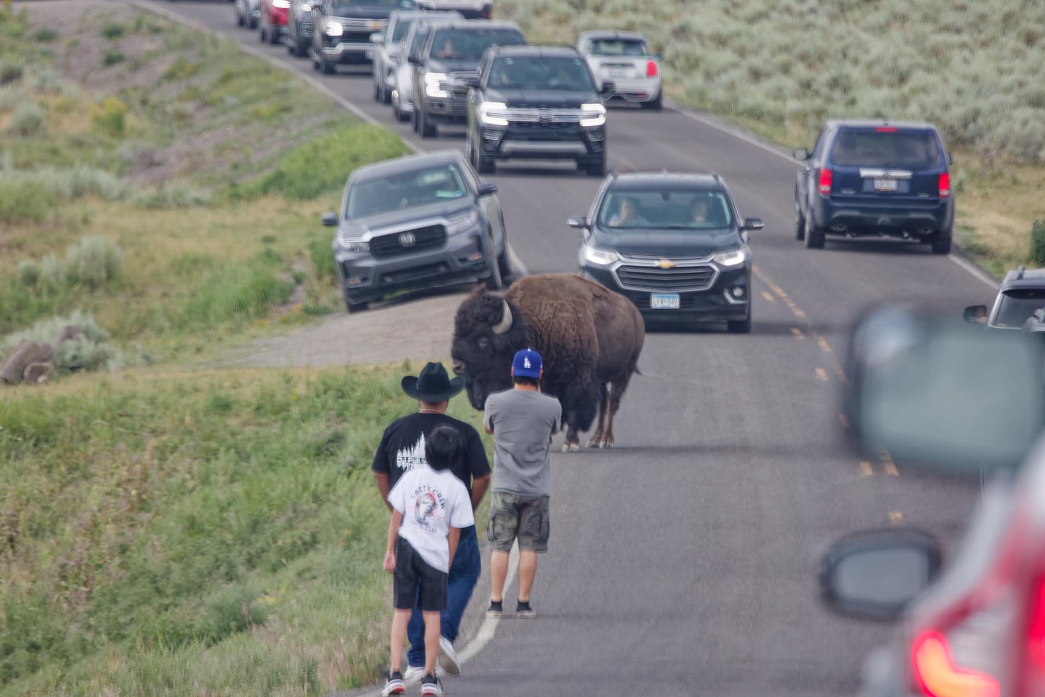 People taking pictures of a bison stopping traffic.