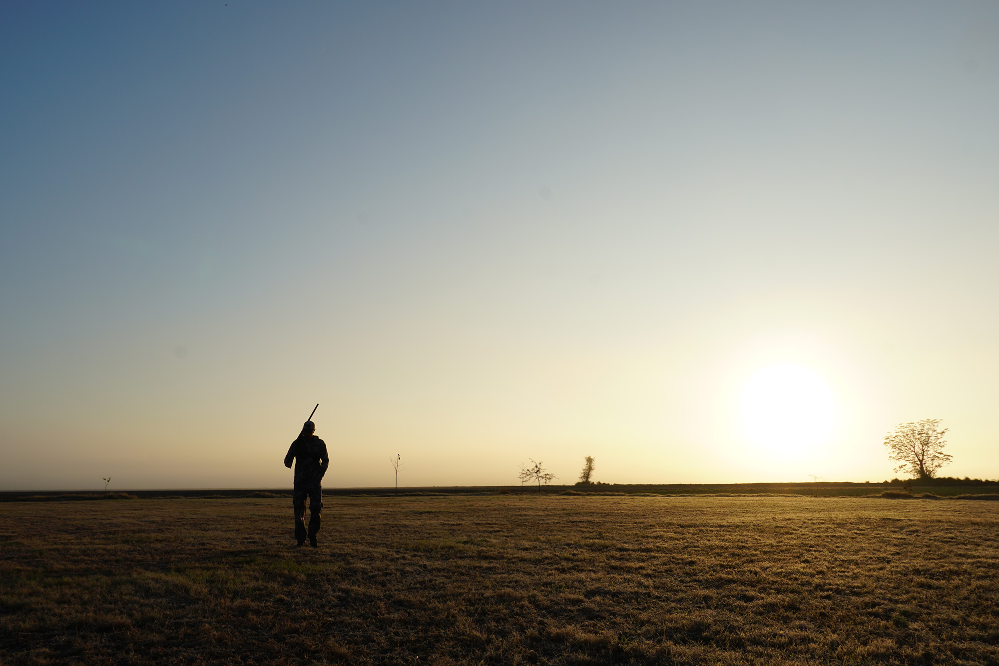 dove hunting argentina