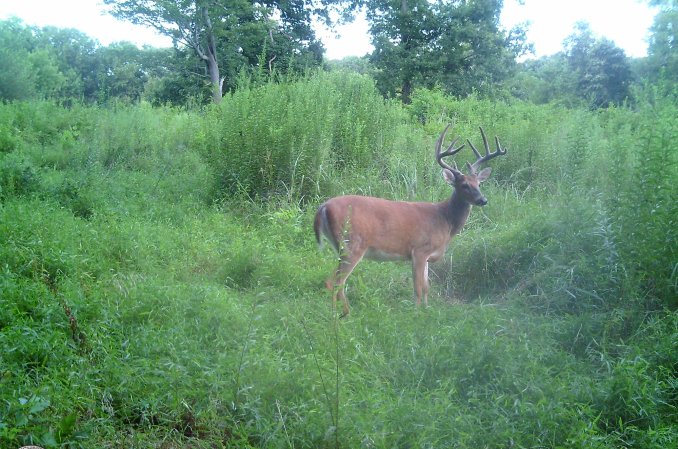 deer food sources