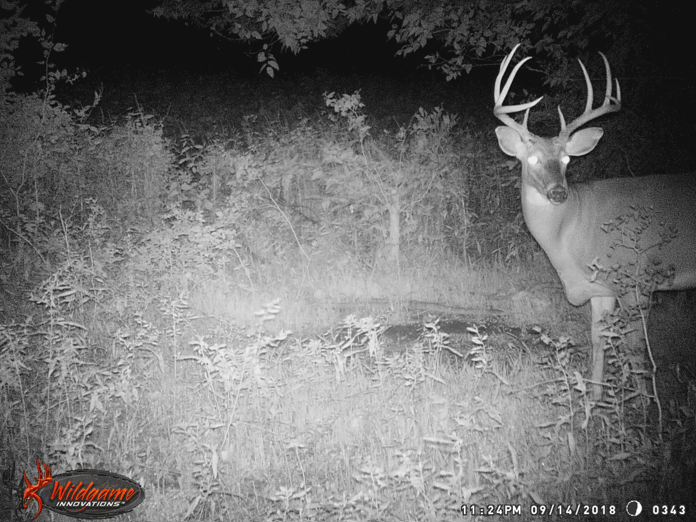 whitetail buck