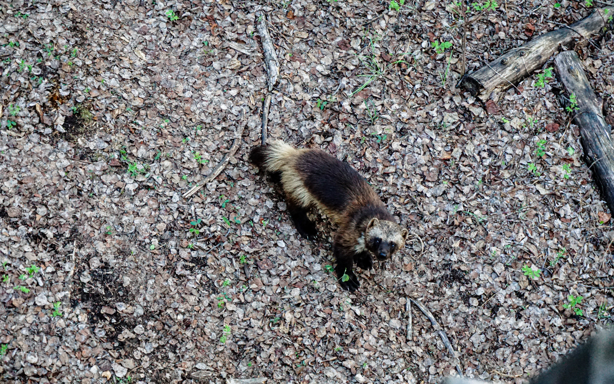 A wolverine I saw while hunting black bears with the 6.5 Creedmoor