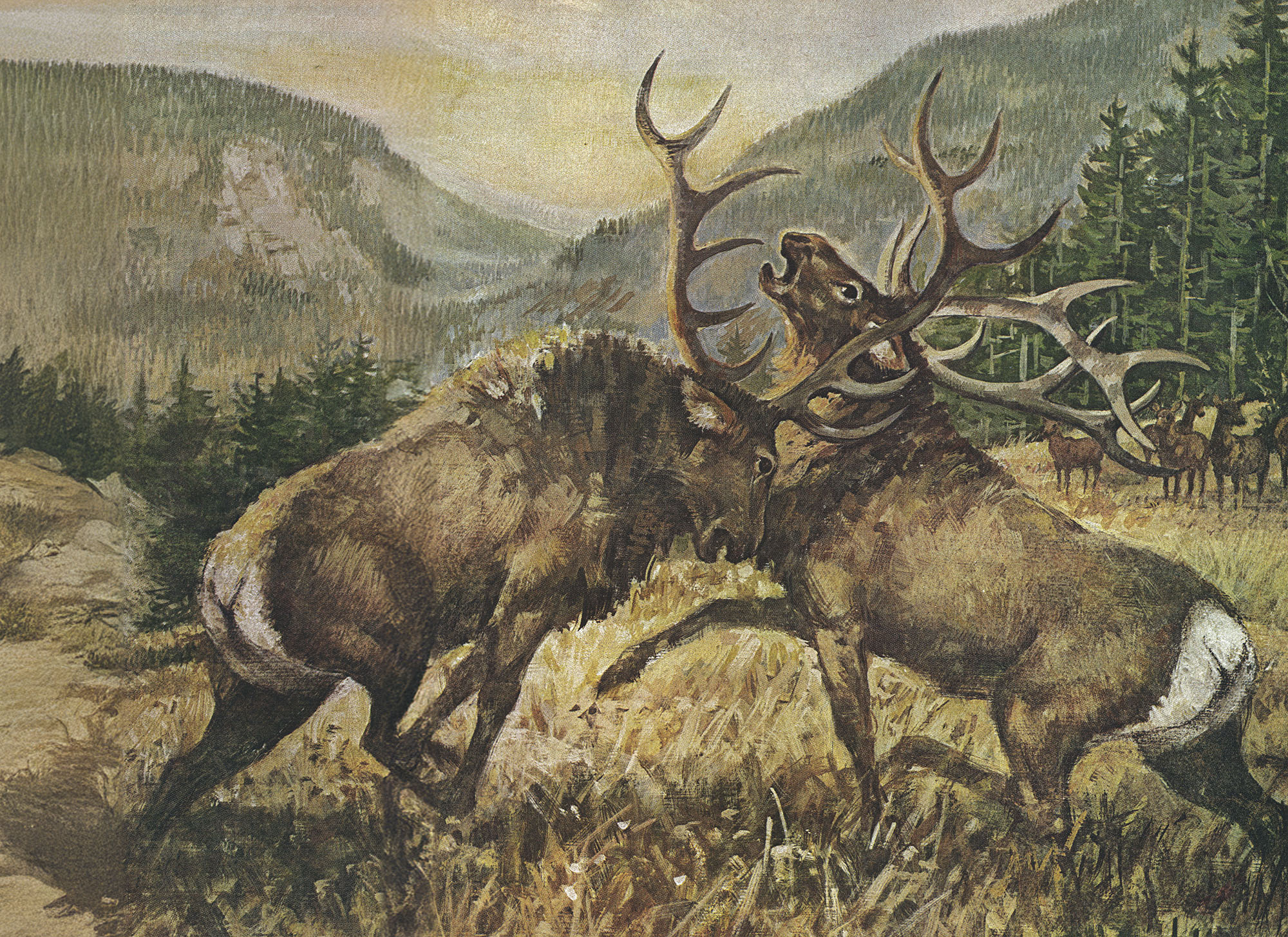 An illustration of two elk fighting in New Mexcio in the 1970s