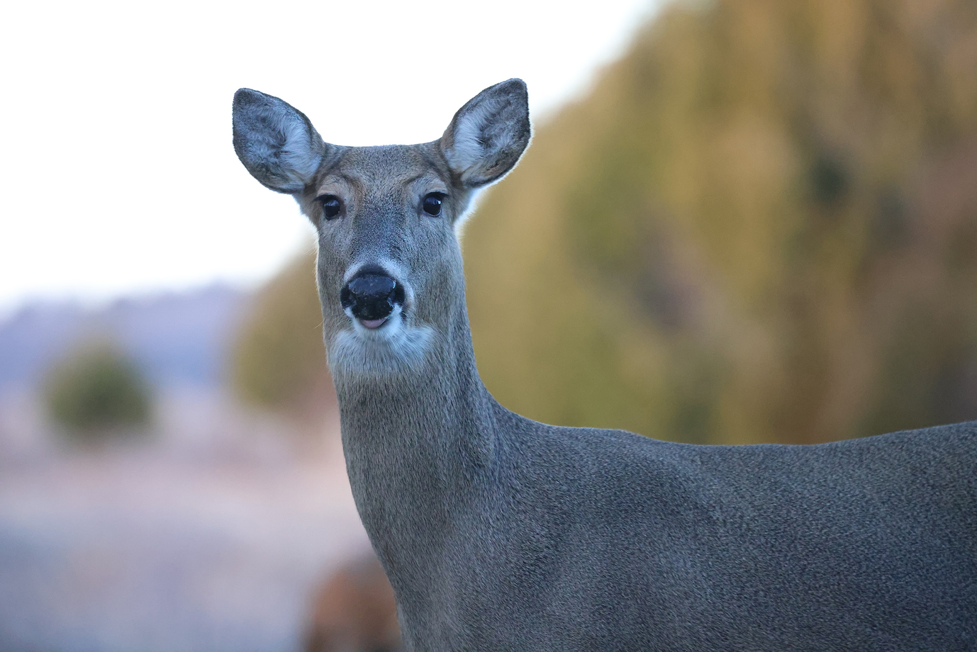 15 Scent Control Strategies That Actually Work for Deer Hunting