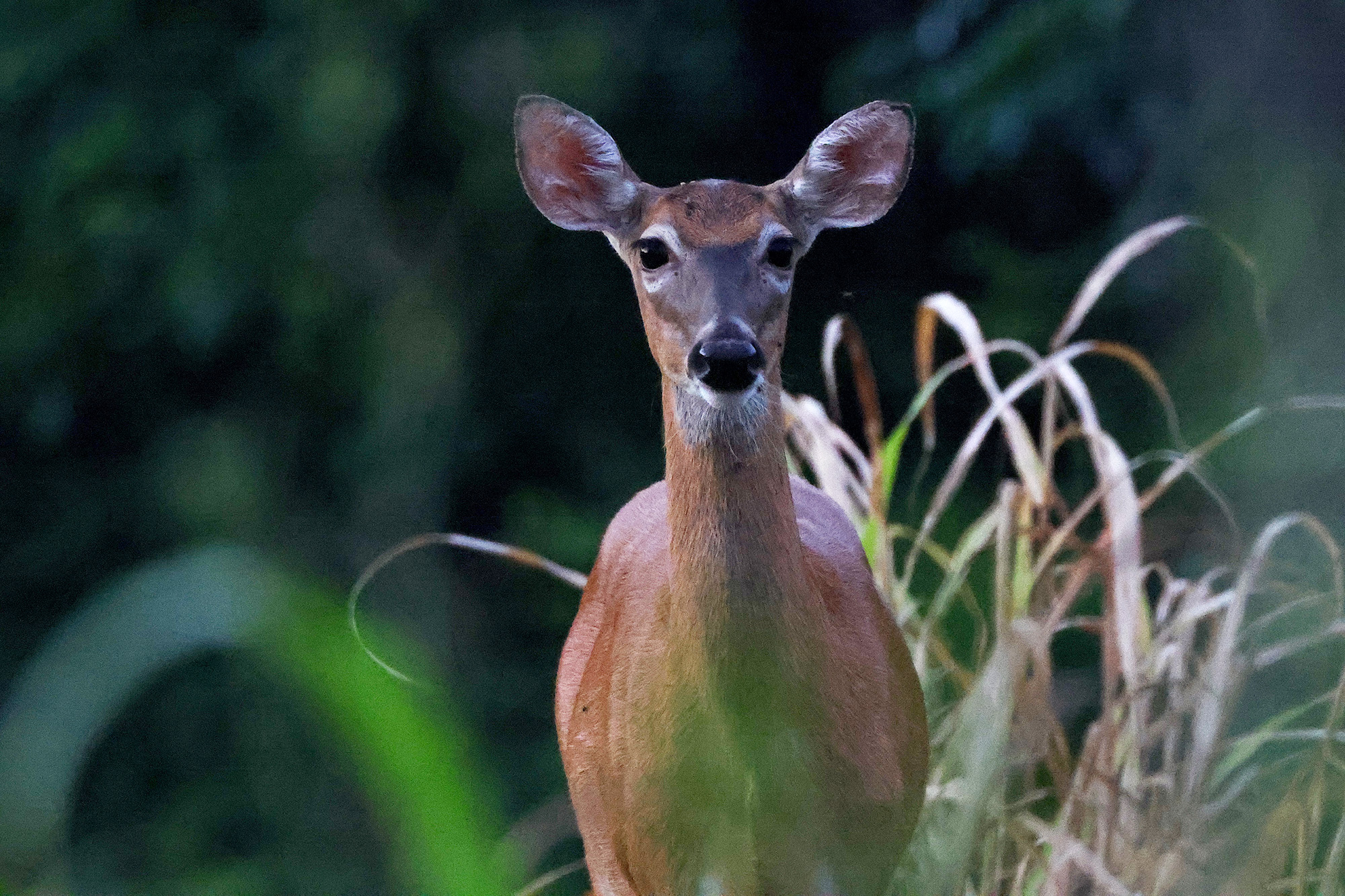 whitetail doe