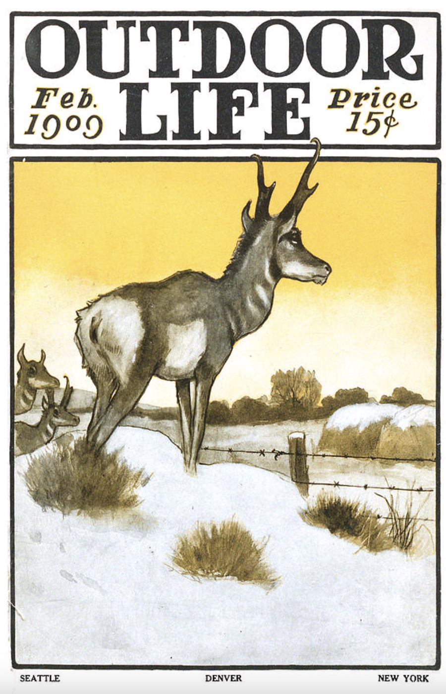 An old Outdoor Life cover of a pronghorn antelope in the snow from Feb 1909.