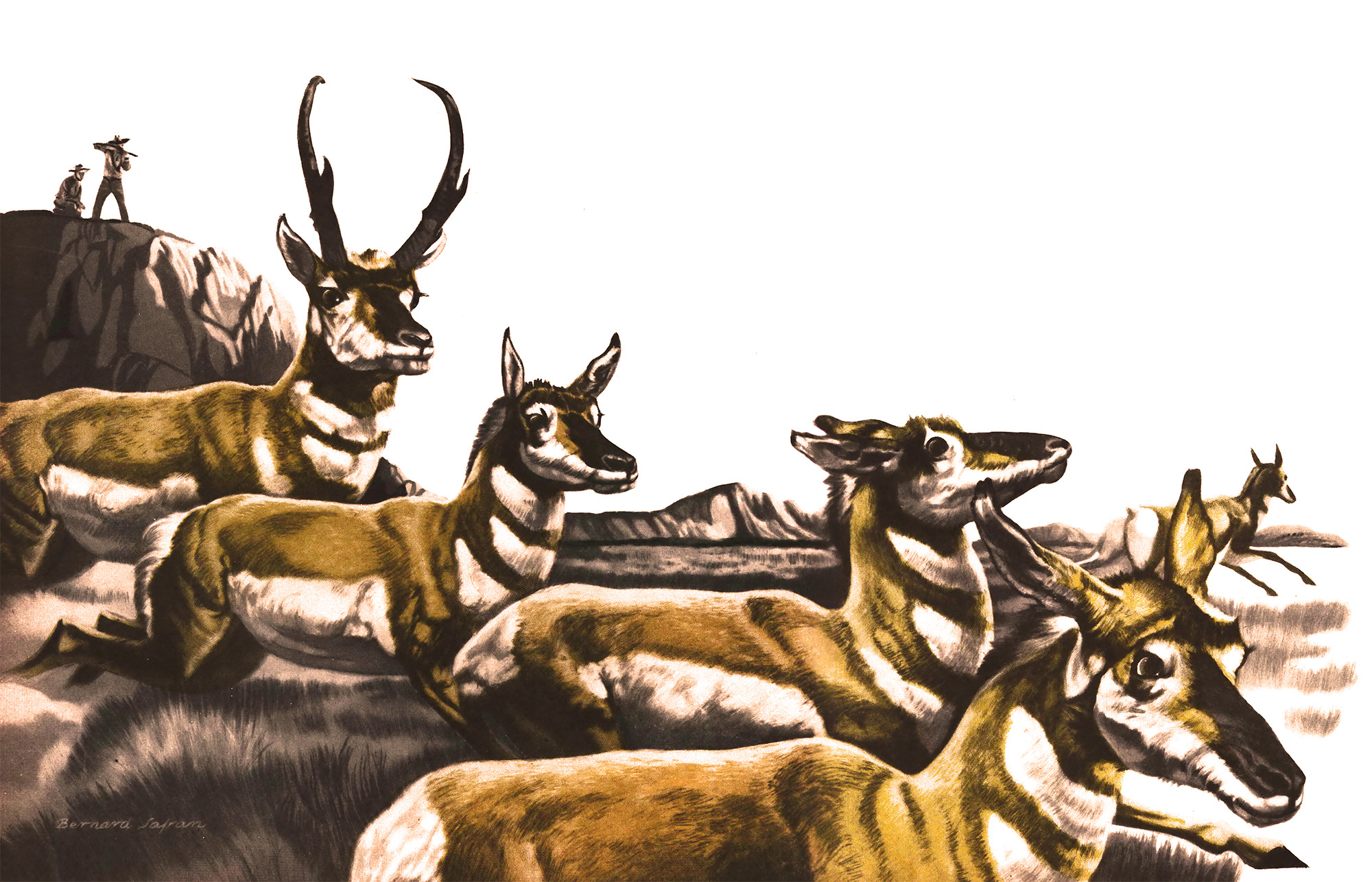 An illustration of a herd of pronghorn antelope.