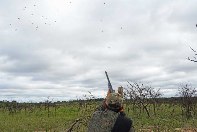 dove hunting argentina