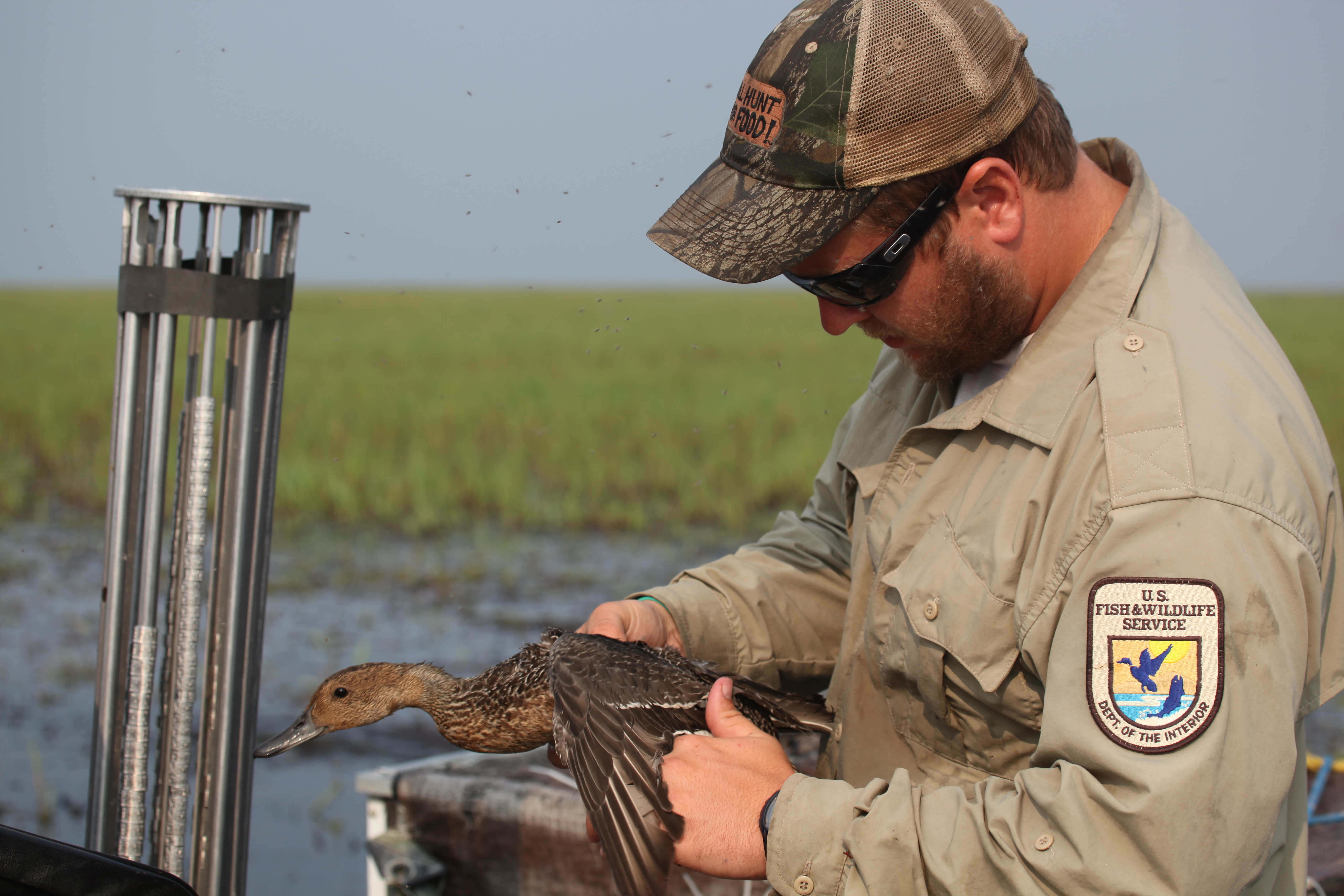 A USFWS biologist bands a pintail.